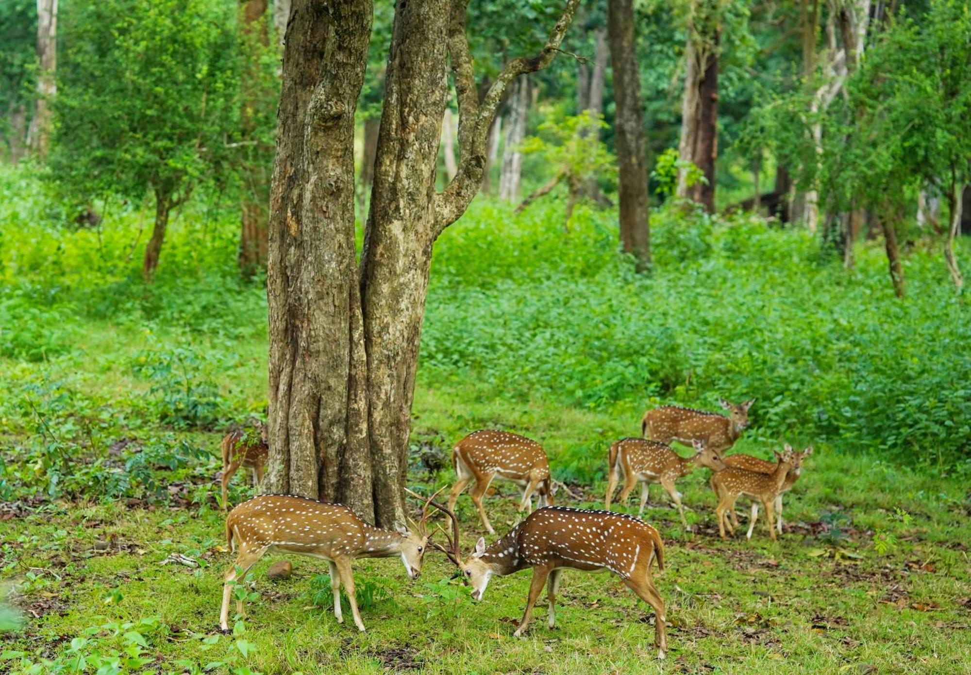Kuruva Island Resort And Spa - By Kabini Breeze, Wayanad Mananthavady Exterior foto
